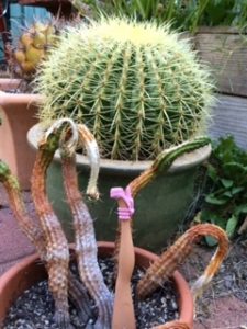 Garden cactus leg